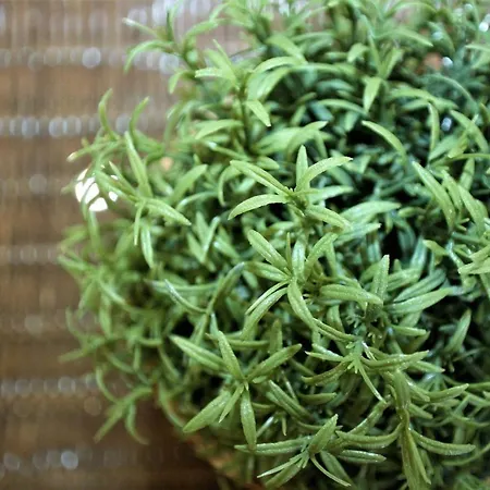 Apartment El 31 De *